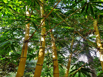 The Chinese Bamboo Tree
